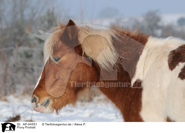 Pony Portrait / AP-04551