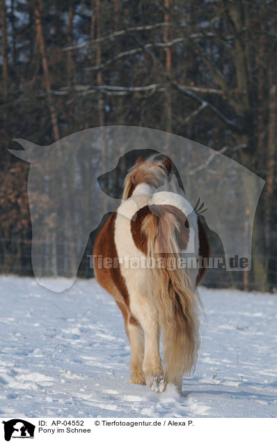 Pony im Schnee / AP-04552