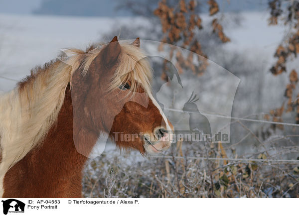 Pony Portrait / AP-04553