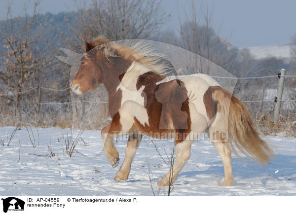 rennendes Pony / AP-04559
