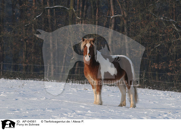 Pony im Schnee / AP-04561
