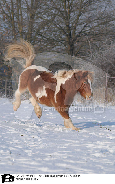 rennendes Pony / AP-04564