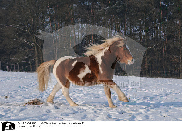 rennendes Pony / running pony / AP-04568