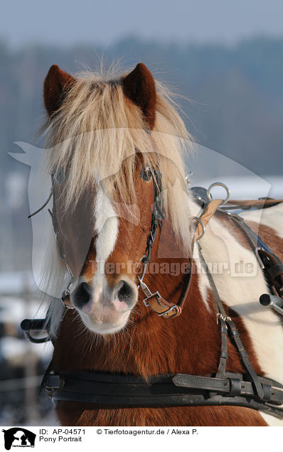 Pony Portrait / AP-04571