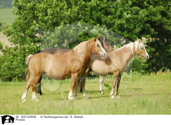 Ponies / Ponies / SST-05559