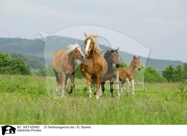 trabende Ponies / trotting ponies / SST-05562