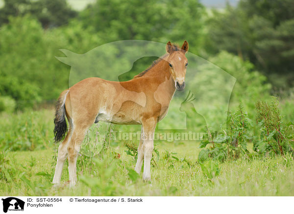 Ponyfohlen / pony foal / SST-05564