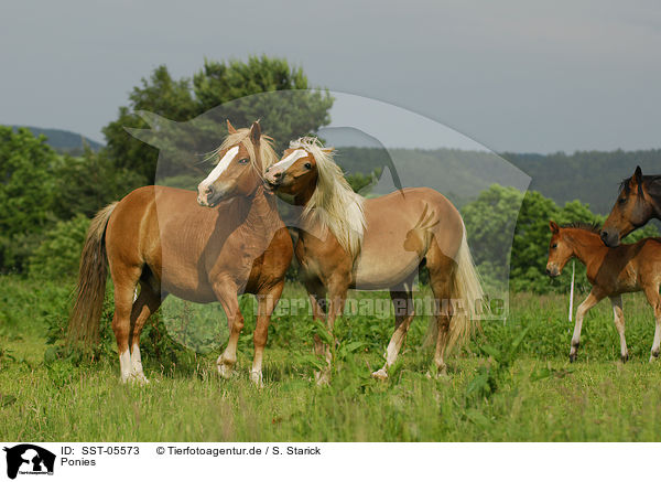 Ponies / Ponies / SST-05573