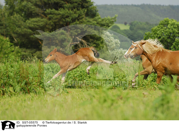 galoppierende Ponies / galloping ponies / SST-05575