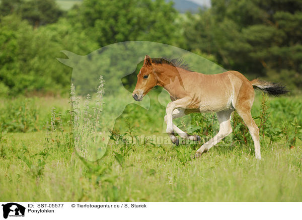 Ponyfohlen / pony foal / SST-05577