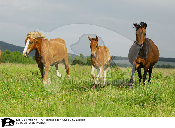 galoppierende Ponies / galloping ponies / SST-05578