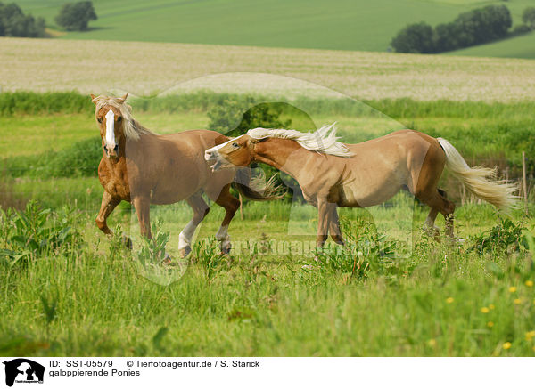 galoppierende Ponies / galloping ponies / SST-05579