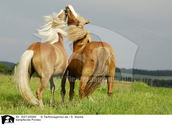 kmpfende Ponies / fighting ponies / SST-05580