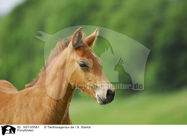 Ponyfohlen / pony foal / SST-05581