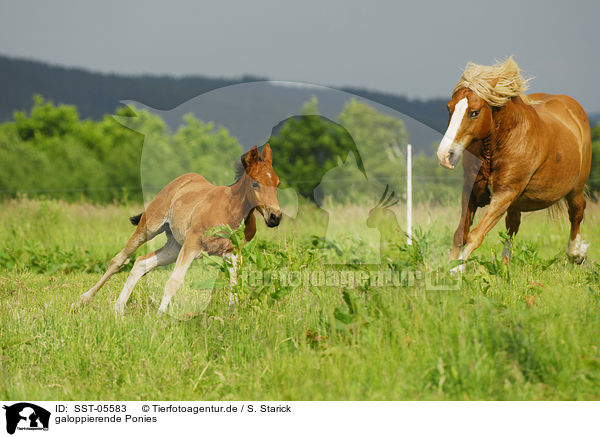galoppierende Ponies / galloping ponies / SST-05583