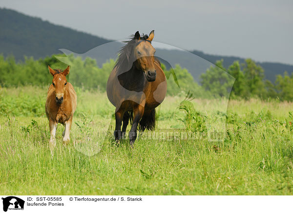 laufende Ponies / walking ponies / SST-05585