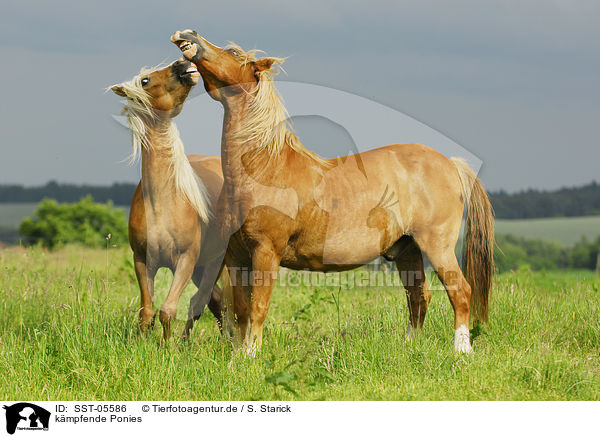 kmpfende Ponies / fighting ponies / SST-05586