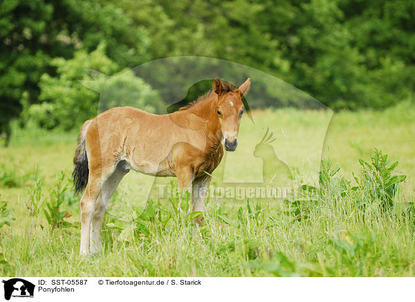 Ponyfohlen / pony foal / SST-05587