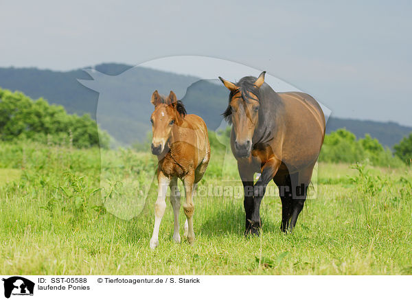 laufende Ponies / walking ponies / SST-05588