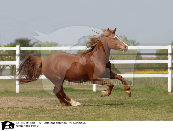 rennendes Pony / NS-01150