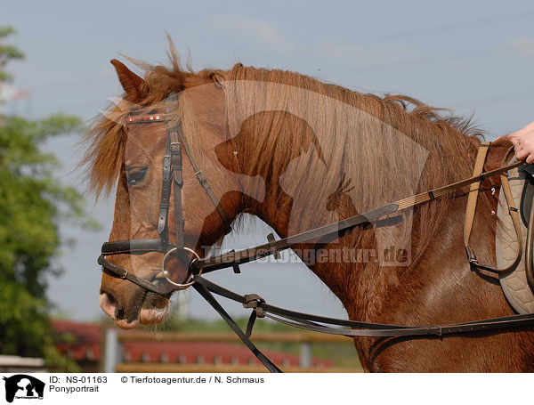 Ponyportrait / Ponyportrait / NS-01163
