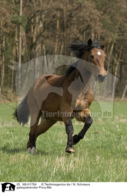 galoppierender Pony-Mix / galloping pony / NS-01764