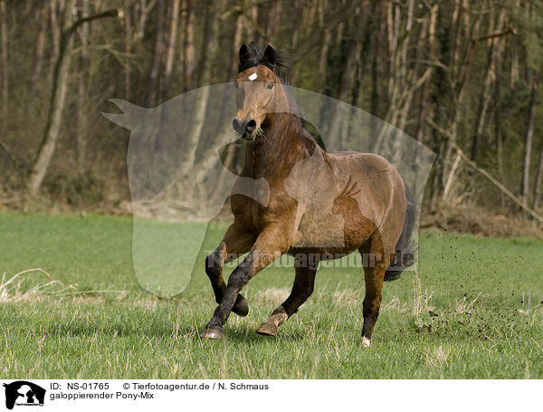 galoppierender Pony-Mix / galloping pony / NS-01765