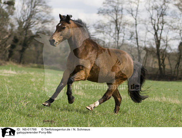 galoppierender Pony-Mix / galloping pony / NS-01766