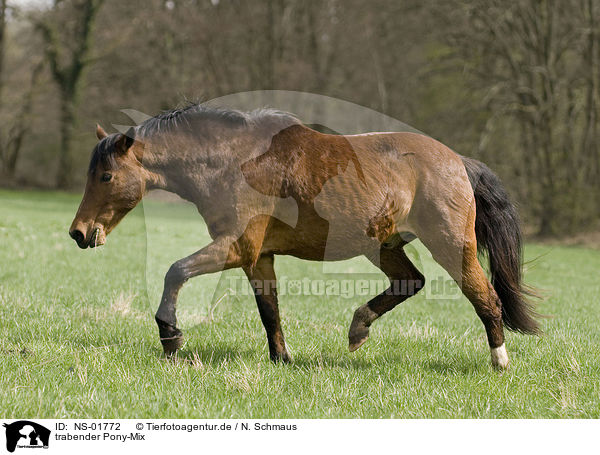 trabender Pony-Mix / trotting pony / NS-01772