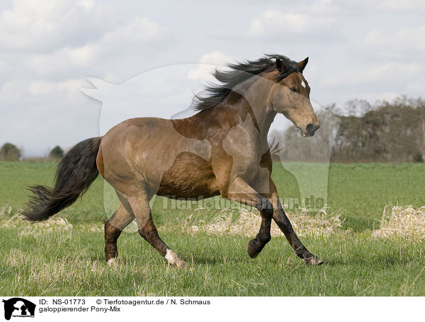 galoppierender Pony-Mix / galloping pony / NS-01773