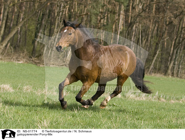 galoppierender Pony-Mix / NS-01774