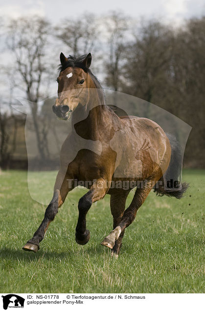galoppierender Pony-Mix / galloping pony / NS-01778