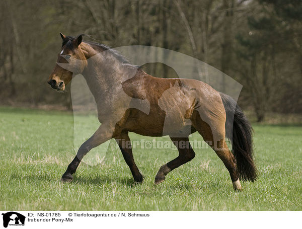 trabender Pony-Mix / trotting pony / NS-01785