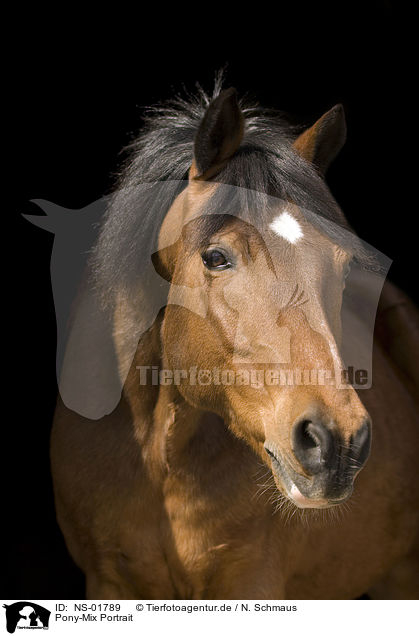 Pony-Mix Portrait / NS-01789