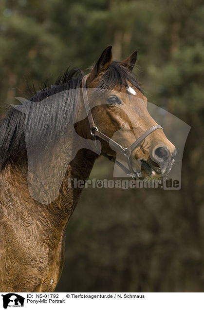 Pony-Mix Portrait / pony portrait / NS-01792