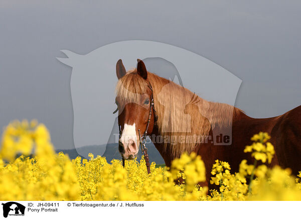 Pony Portrait / Pony Portrait / JH-09411
