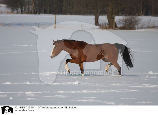 trabendes Pony / trottinh Pony / BES-01395