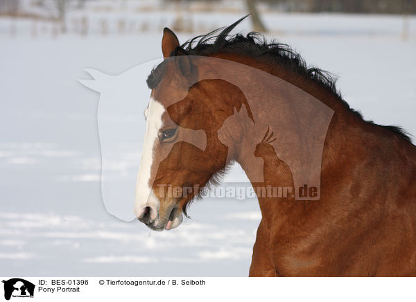 Pony Portrait / Pony Portrait / BES-01396