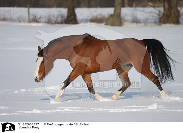 trabendes Pony / trottinh Pony / BES-01397