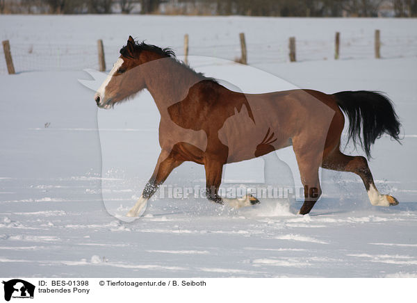 trabendes Pony / trottinh Pony / BES-01398