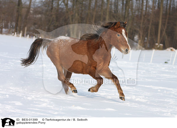 galoppierendes Pony / galloping Pony / BES-01399