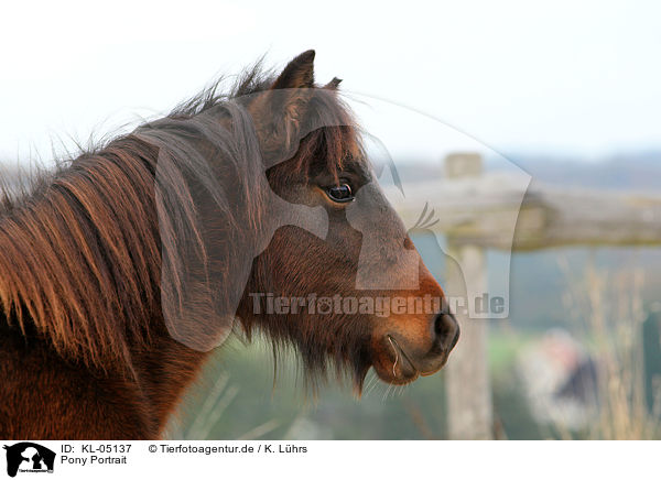 Pony Portrait / Pony Portrait / KL-05137