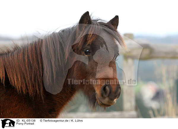 Pony Portrait / Pony Portrait / KL-05138