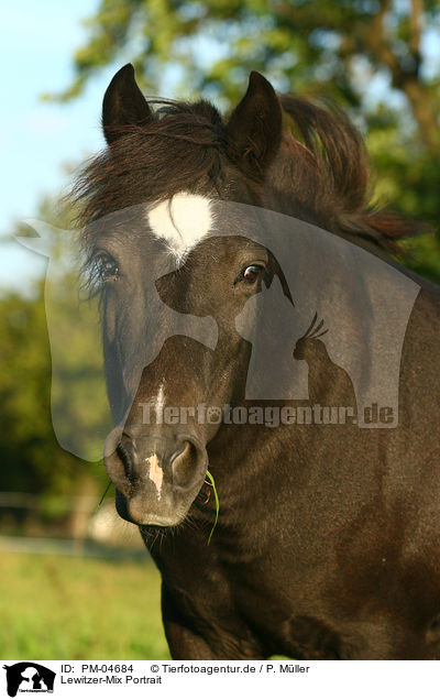 Lewitzer-Mix Portrait / pony portrait / PM-04684