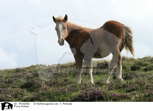 Pony Fohlen / Pony foal / IP-02492