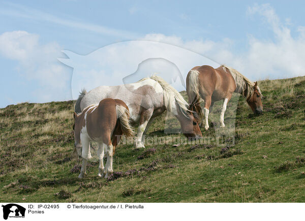 Ponies / Ponies / IP-02495