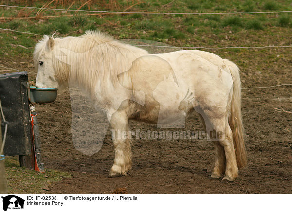 trinkendes Pony / drinking pony / IP-02538