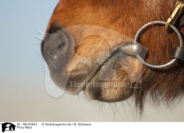 Pony Maul / NS-02903