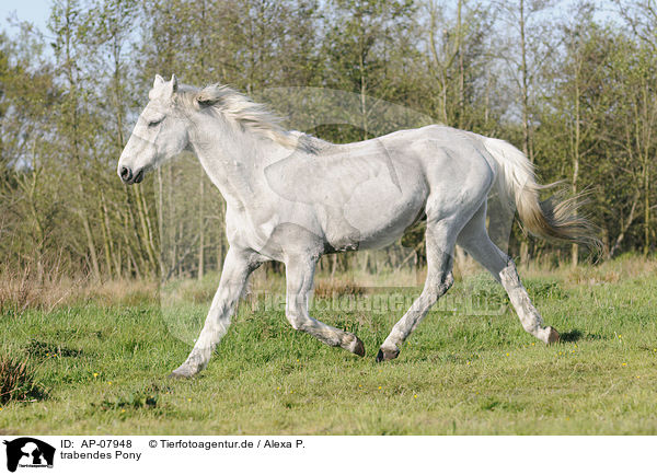 trabendes Pony / trotting Pony / AP-07948