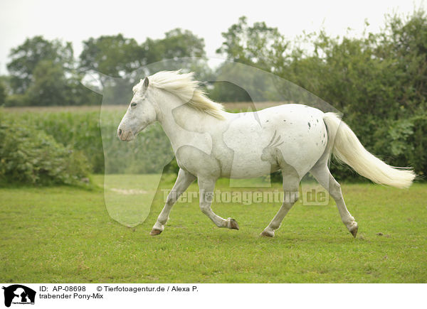 trabender Pony-Mix / AP-08698